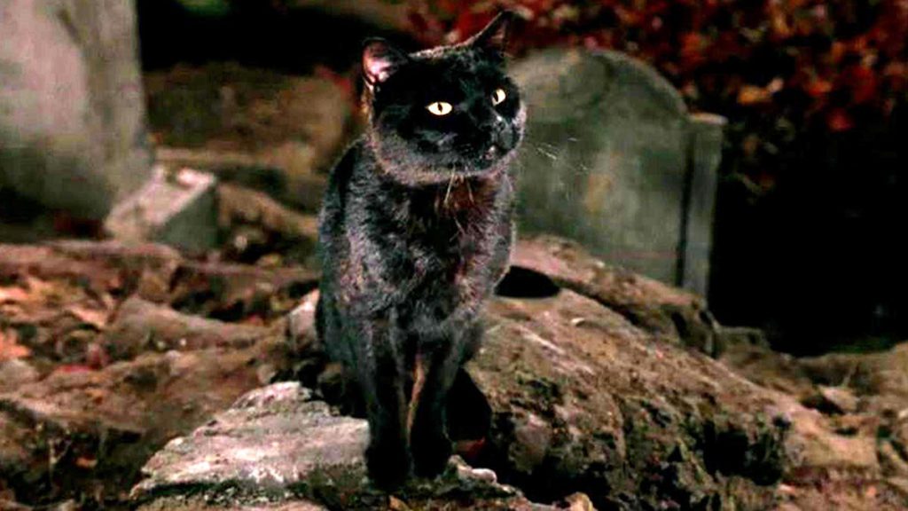 Top 10 Cats in Cinema