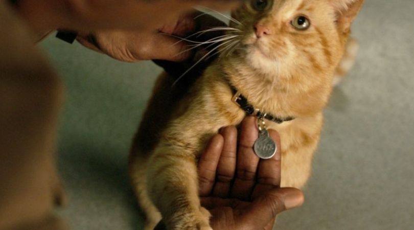 Top 10 Cats in Cinema But Why Tho 1