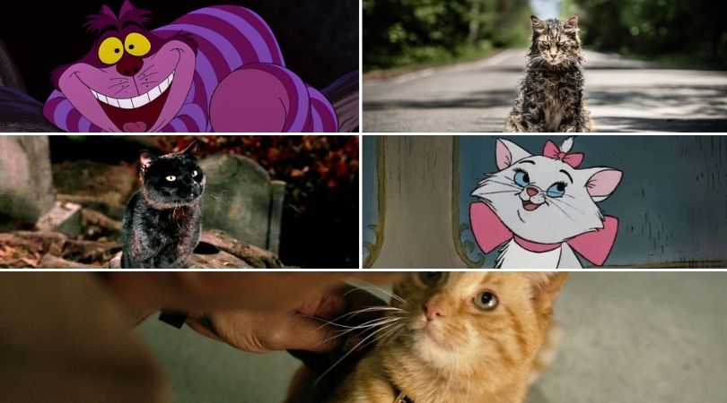 Top 10 Cats in Cinema 1 Top 10 Cats in Cinema