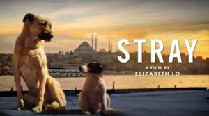Stray