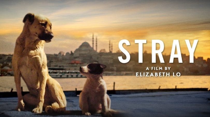 REVIEW: 'Stray’ is an Unforgettable Gem 1 Stray