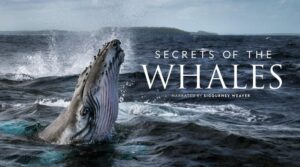 Secrets of the Whales