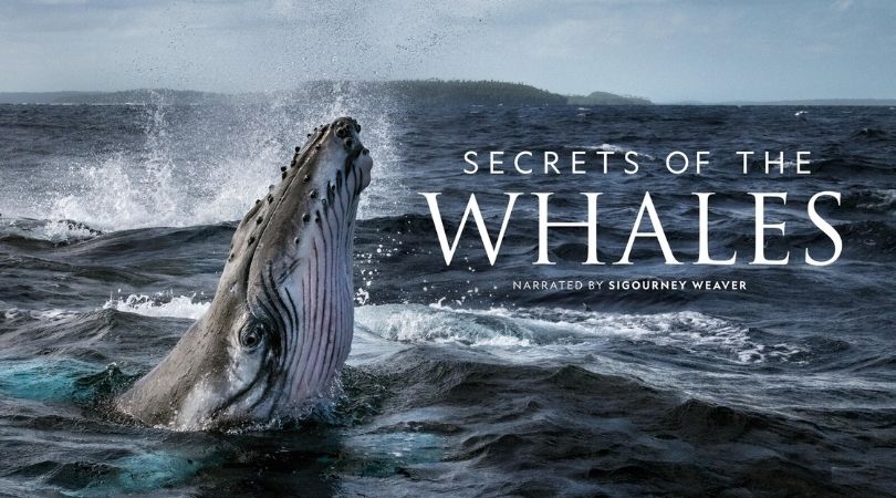 REVIEW: 'Secrets of the Whales' is Beautiful and Intimate 1 Secrets of the Whales