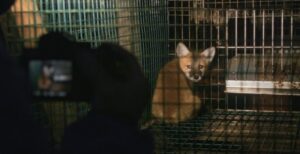Just Animals - But Why Tho