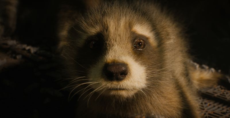 Rocket Raccoon — But Why Tho